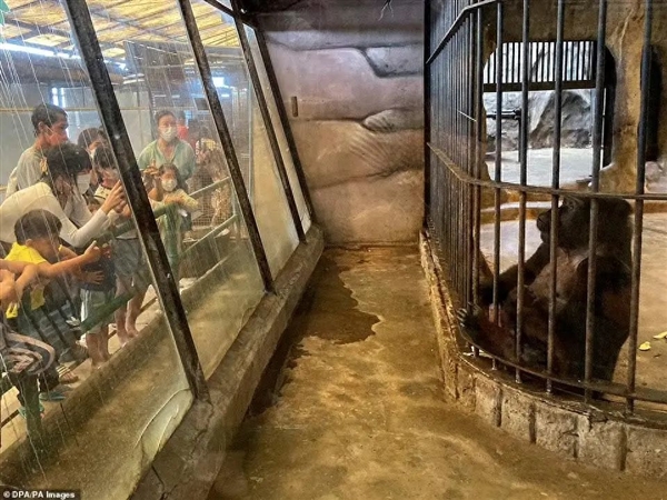 全球最孤獨的動物:這只大猩猩獨囚商場36年 主人聲稱3000萬可贖身