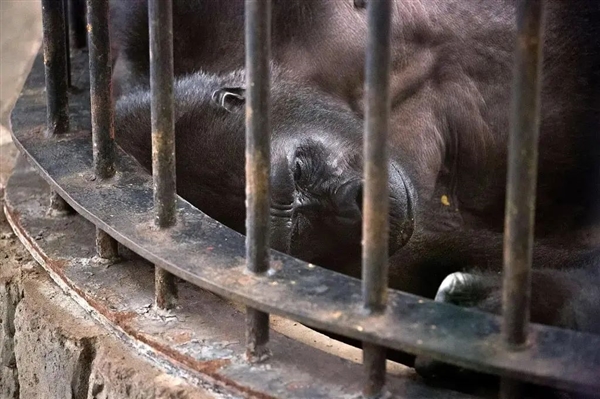 全球最孤獨的動物:這只大猩猩獨囚商場36年 主人聲稱3000萬可贖身